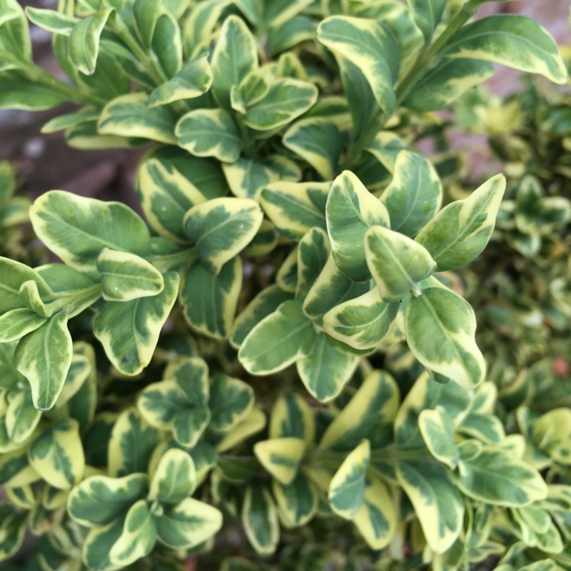 Plant image Buxus sempervirens 'Suffruticosa Variegated'