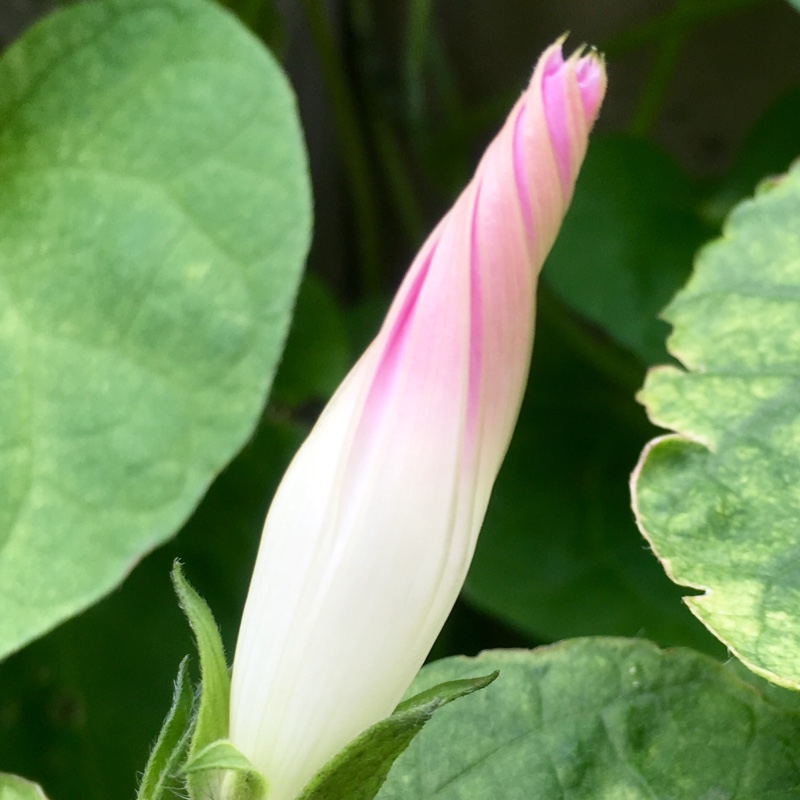 Plant image Ipomoea carnea