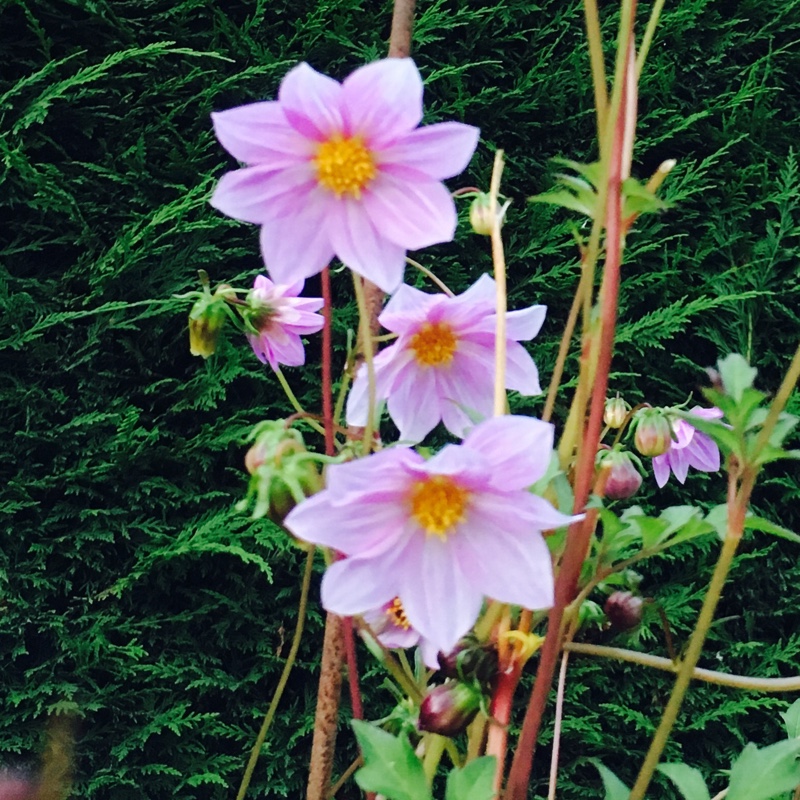 Plant image Dahlia merckii