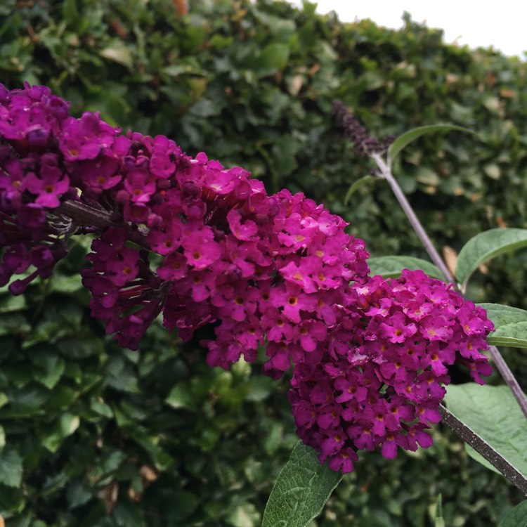 Plant image Buddleja davidii 'Tobudvelve' (Buzz Series) syn. Buddleja davidii 'Buzz Velvet'