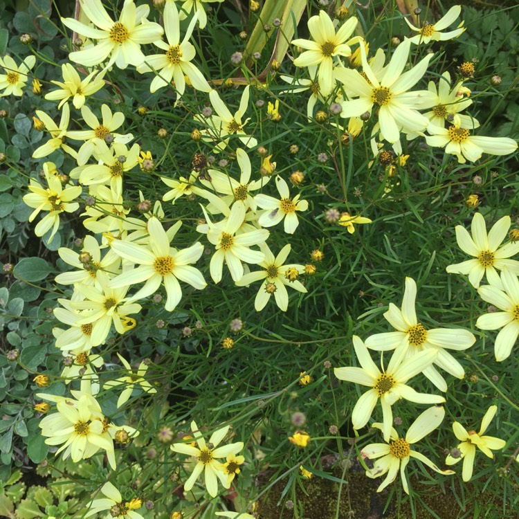 Plant image Coreopsis verticillata 'Moonbeam'