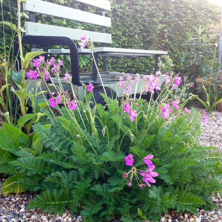 Plant image Erodium 'Spanish Eyes'