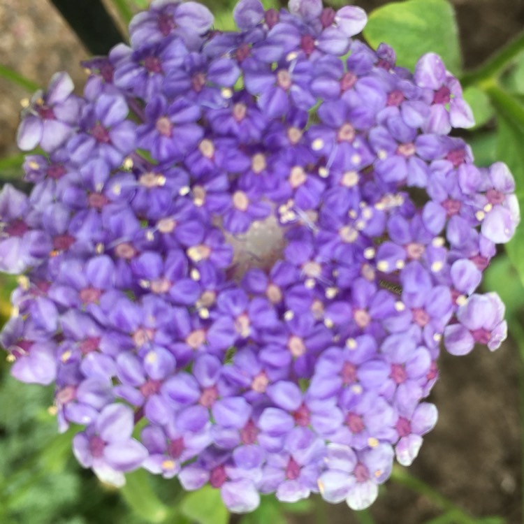 Plant image Trachymene coerulea 'Blue Lace' syn. Didiscus caeruleus 'Blue Lace'