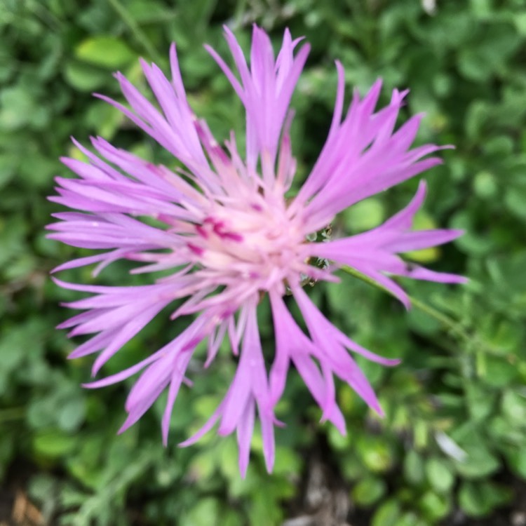 Plant image Centaurea Pulcherrima