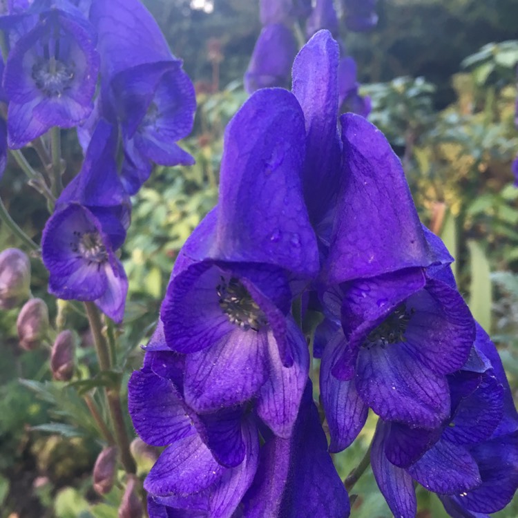 Plant image Aconitum carmichaelii 'Barkers Variety'