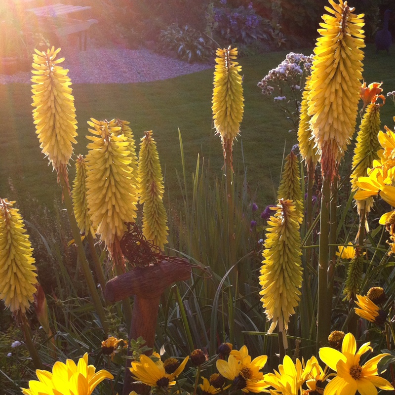 Plant image Kniphofia 'Mango Popsicle' (Popsicle Series)