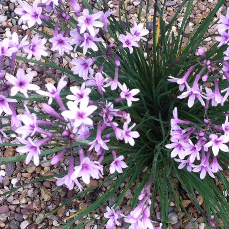 Plant image Tulbaghia violacea 'Silver Lace' syn. Tulbaghia violacea 'Variegata'