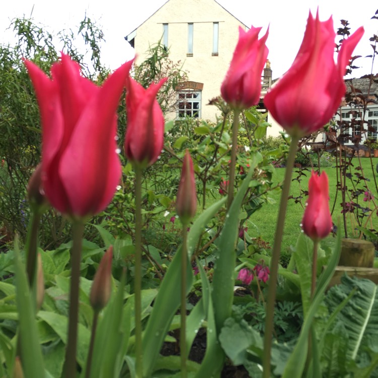 Plant image Tulipa 'Dolls Minuet'