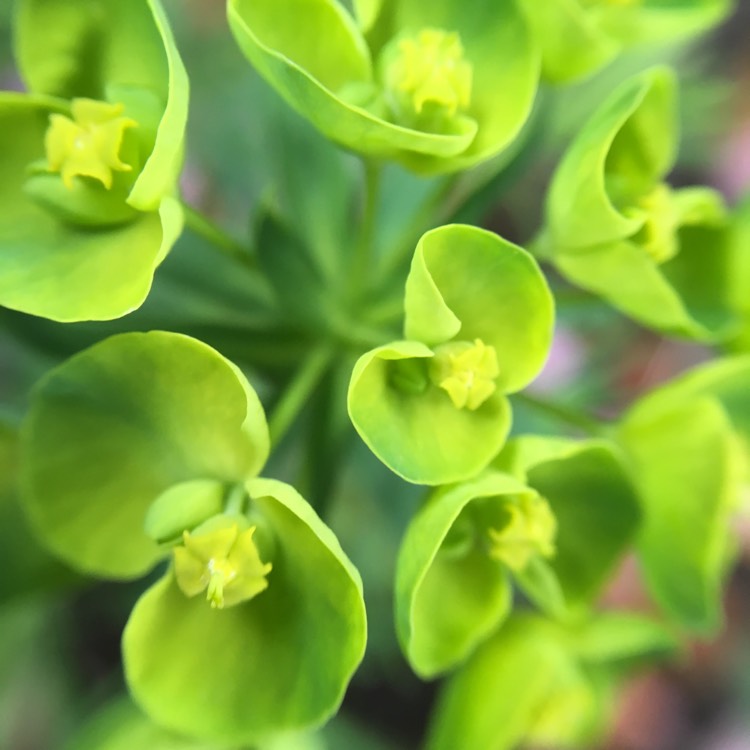 Plant image Euphorbia epithymoides 'Bonfire'