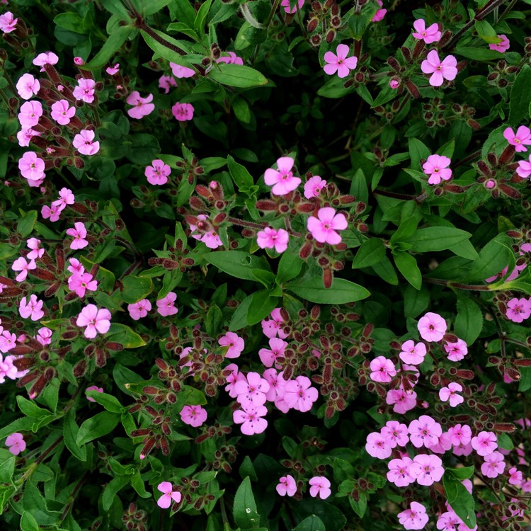 Plant image Saponaria ocymoides syn. Silene ocymoides