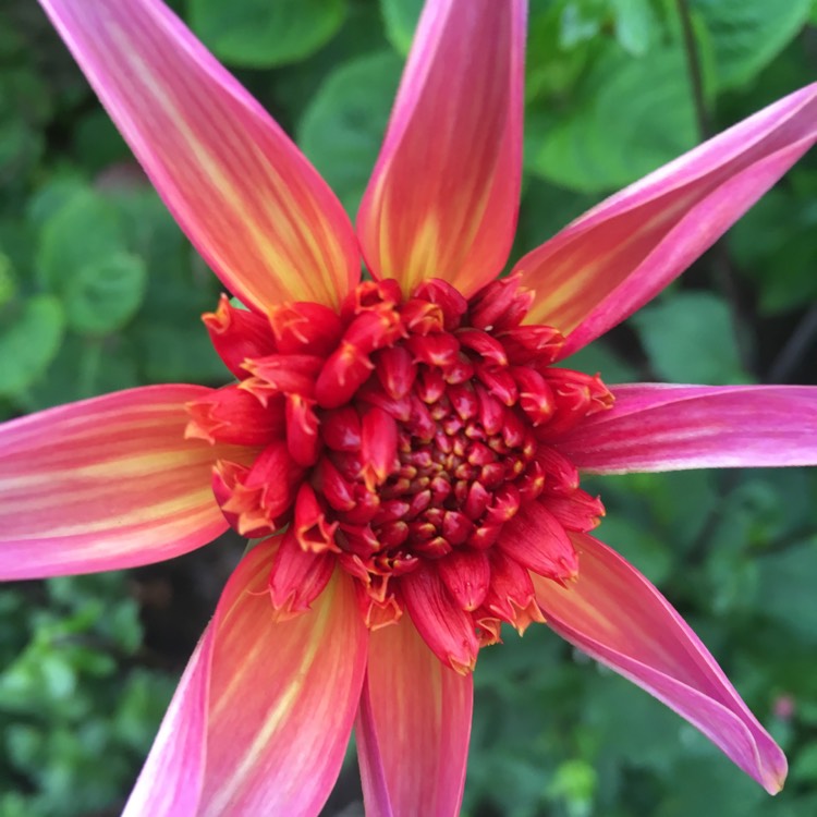 Plant image Dahlia 'Totally Tangerine'