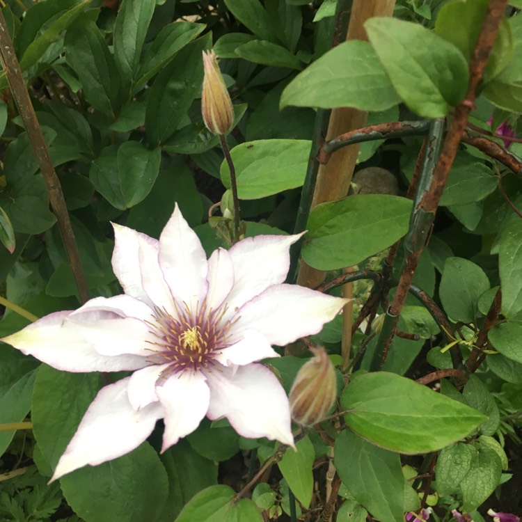 Plant image Clematis 'Samaritan Jo'™ evipo075