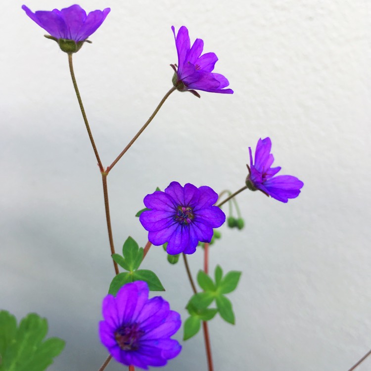 Plant image Geranium pyrenaicum 'Bill Wallis'