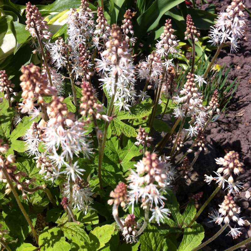 Plant image Tiarella cordifolia