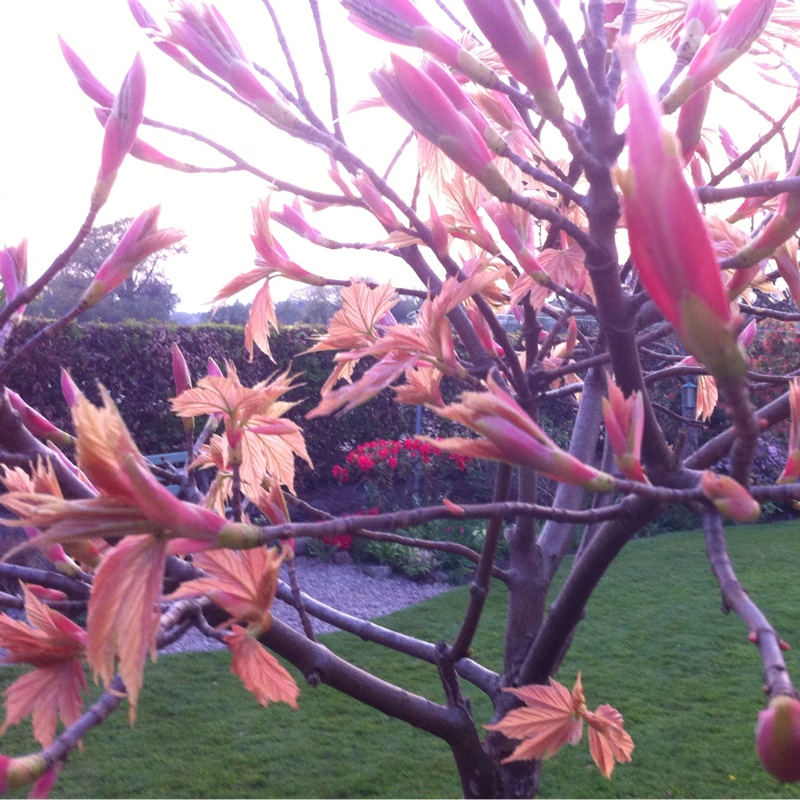 Plant image Acer Pseudoplatanus 'Brilliantissimum'