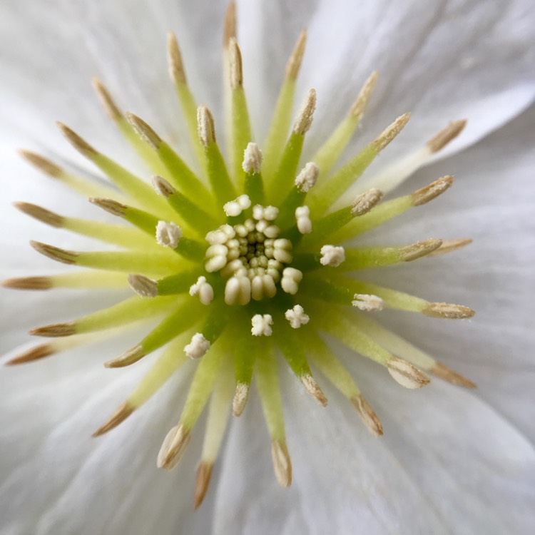 Plant image Clematis x cartmanii 'Joe'