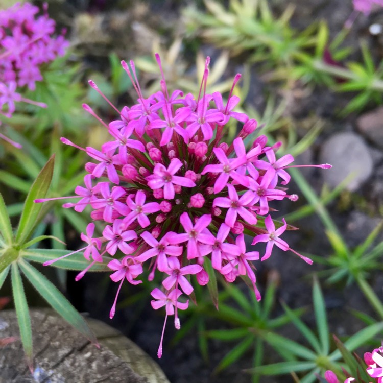 Plant image Phuopsis stylosa syn. Crucianella stylosa