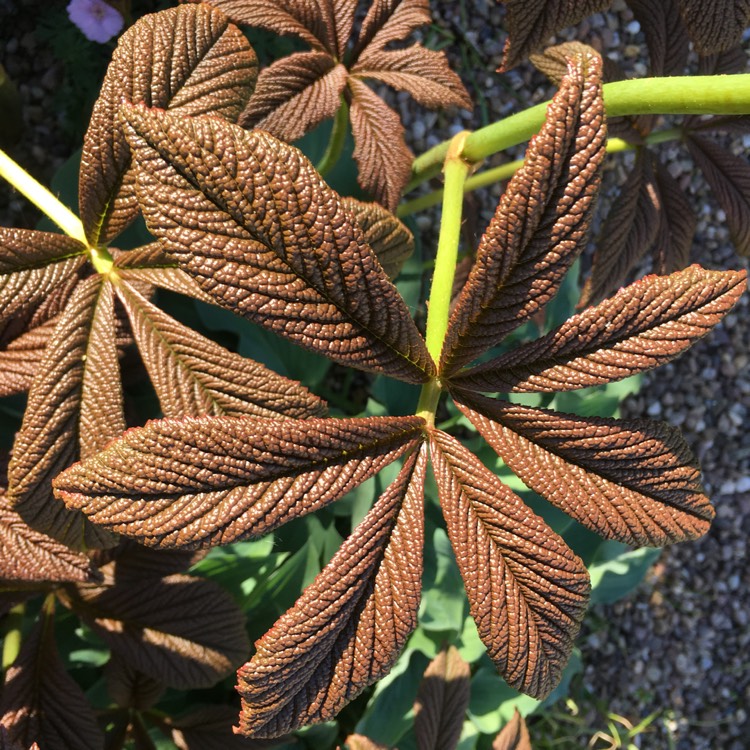 Plant image Rodgersia podophylla 'Rotlaub'