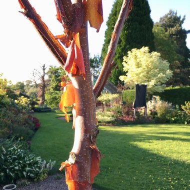 Betula albosinensis 'Kansu'