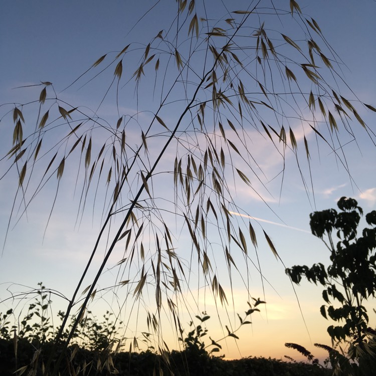 Plant image Stipa Gigantea