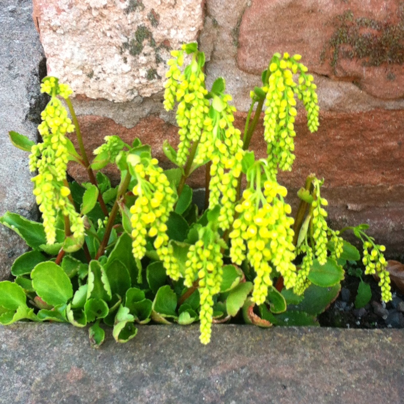 Chiastophyllum oppositifolium