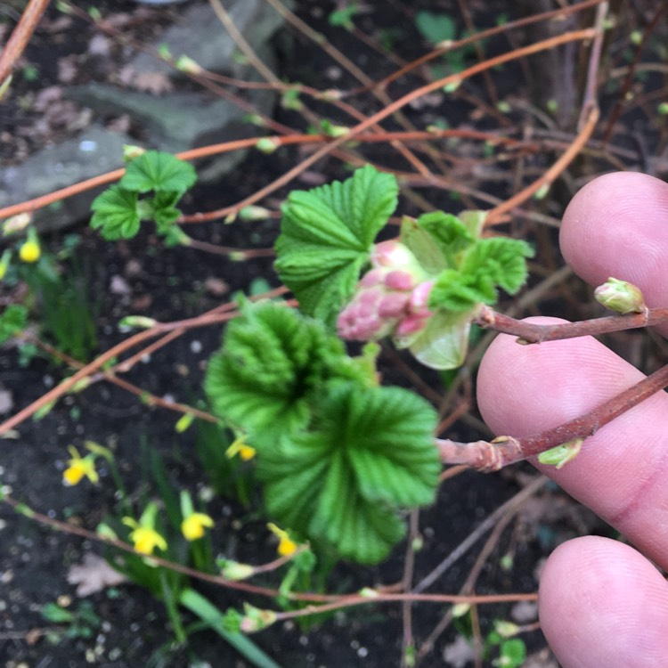 Plant image Ribes nigrum