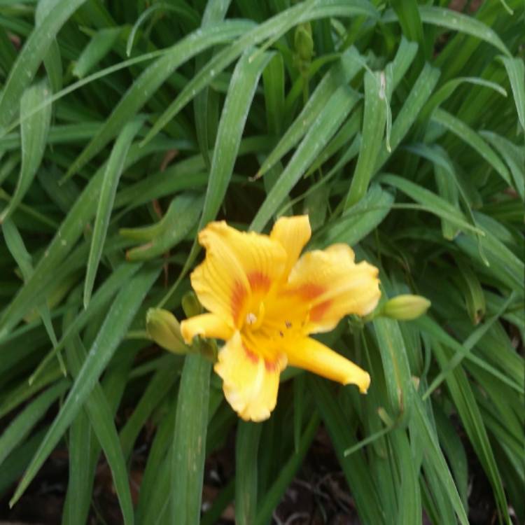 Plant image Hemerocallis 'Golden Zebra'