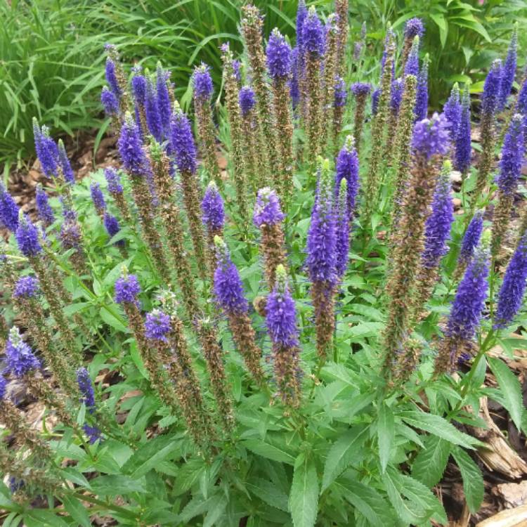 Plant image Veronica 'Blue Bomb'