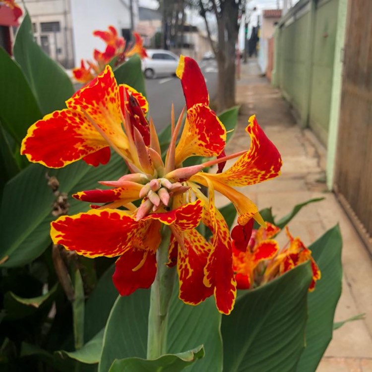 Plant image Canna 'President' syn. Canna 'Fireside'