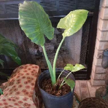 Elephant Ear (Alocasia)