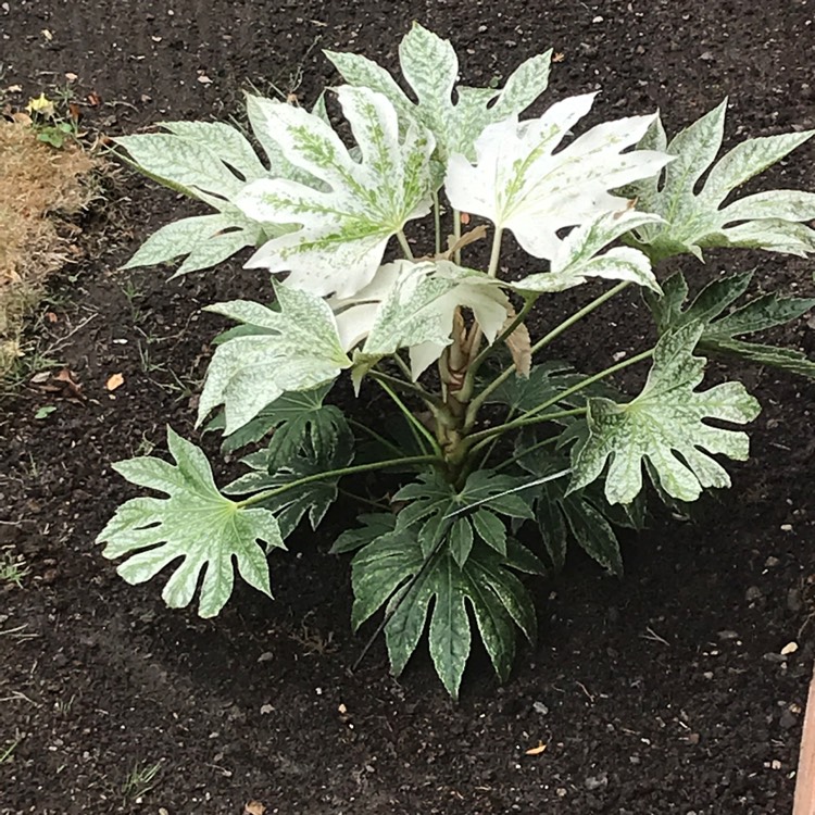 plant image 1330116