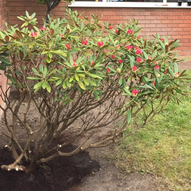 Rhododendron