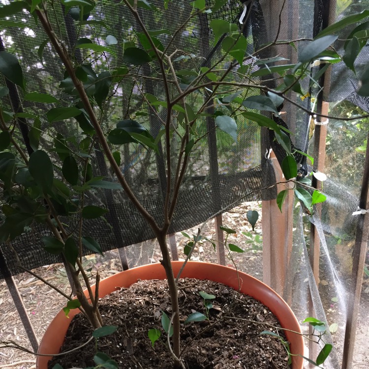 Plant image Ficus benjamina 'Exotica'