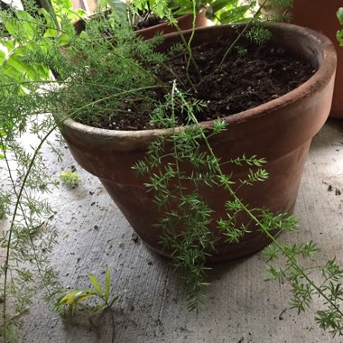 Sprenger Asparagus Fern