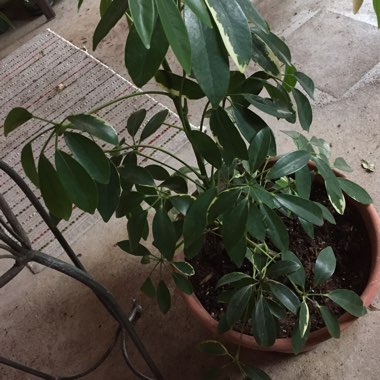 Dwarf Umbrella tree