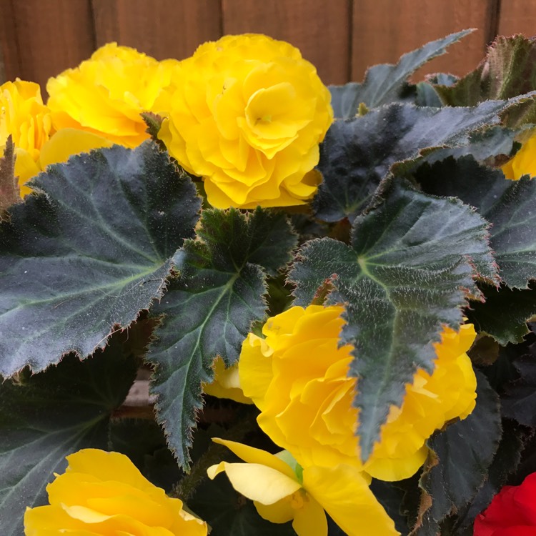 Plant image Begonia 'Nonstop Mocca Yellow' (Nonstop Mocca Series)