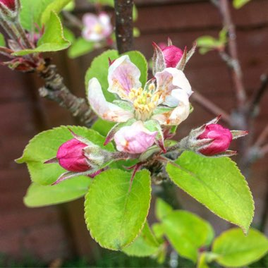 Apple 'Elstar'