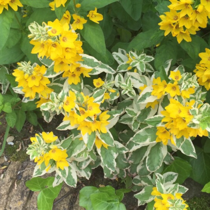 Large Yellow Loosestrife