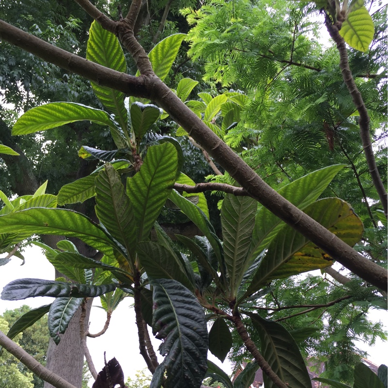 Loquat