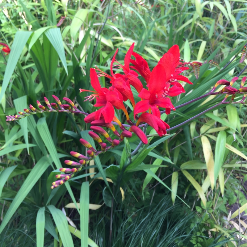 Montbretia 'Lucifer'