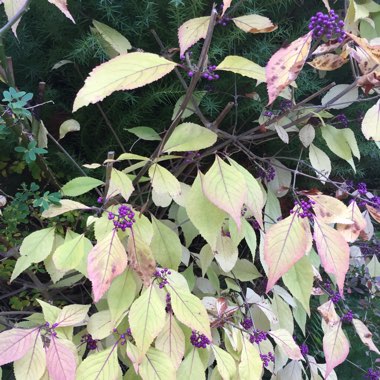 Purple Beautyberry 'Issai'