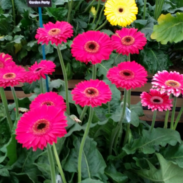 Gerbera 'Garvinea'