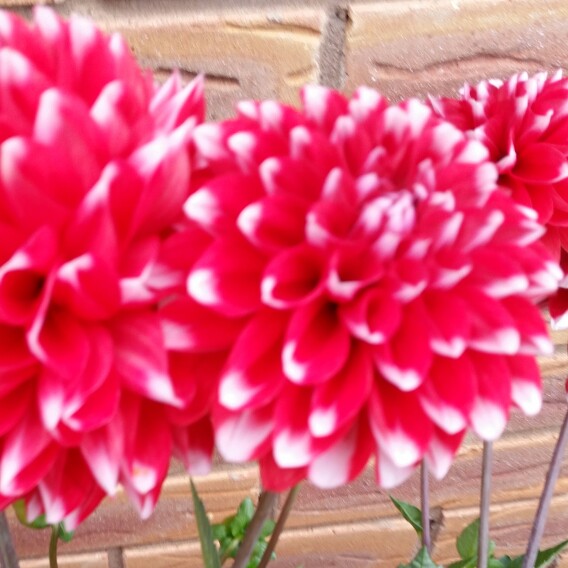 Plant image Dahlia 'Dalina Maxi Bonita'