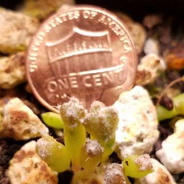 Astrophytum 'Bishop's cap'