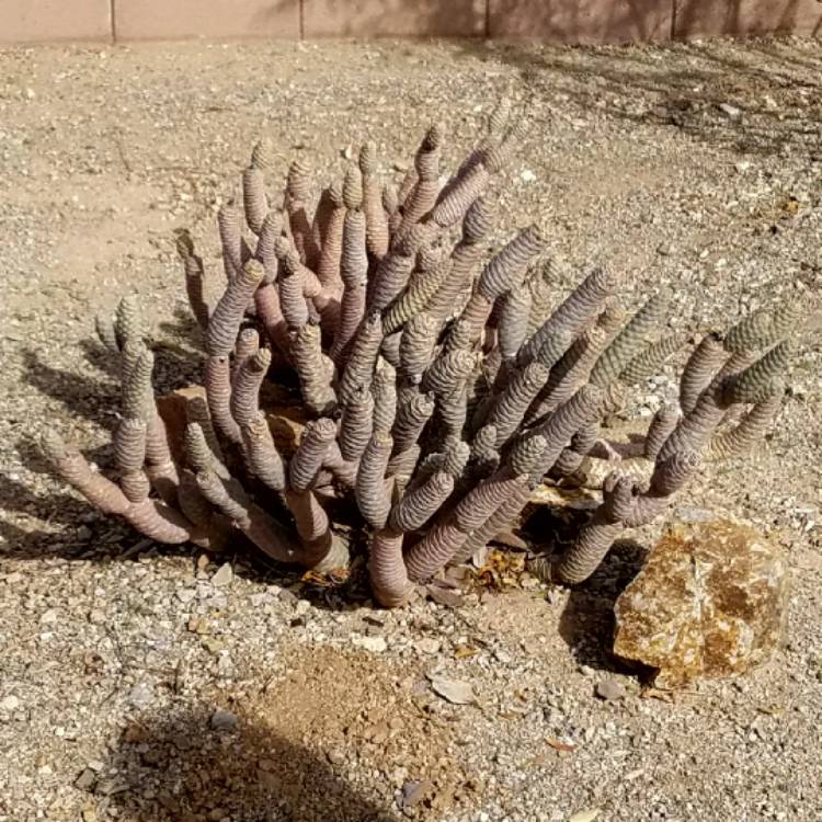 Plant image Tephrocactus articulatus 'Strobiliformis' syn. Tephrocactus articulatus var. strobiliformis