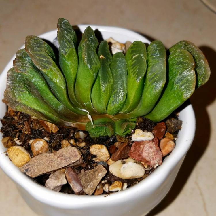 Plant image Haworthia truncata var. truncata