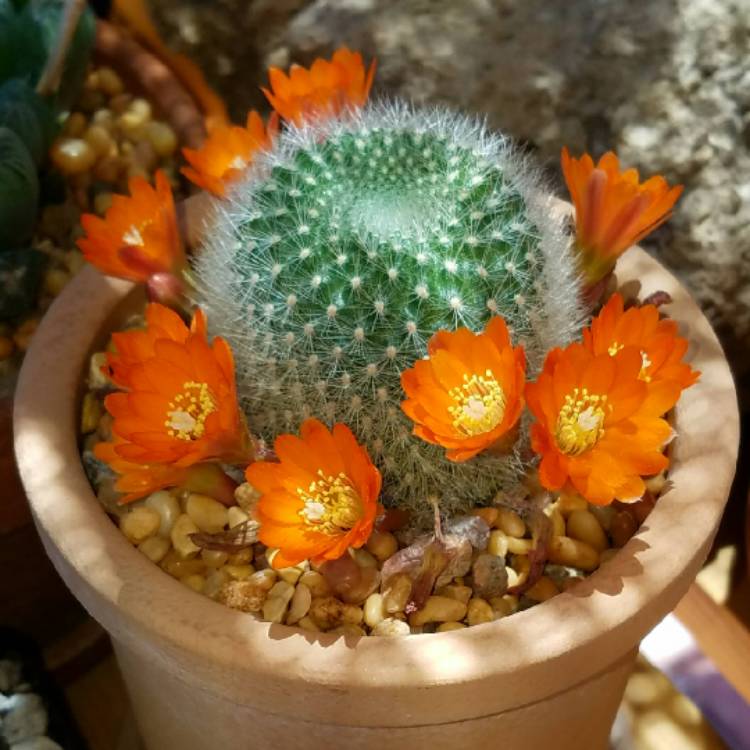 Plant image Rebutia fiebrigii 'Muscula' syn. Rebutia muscula