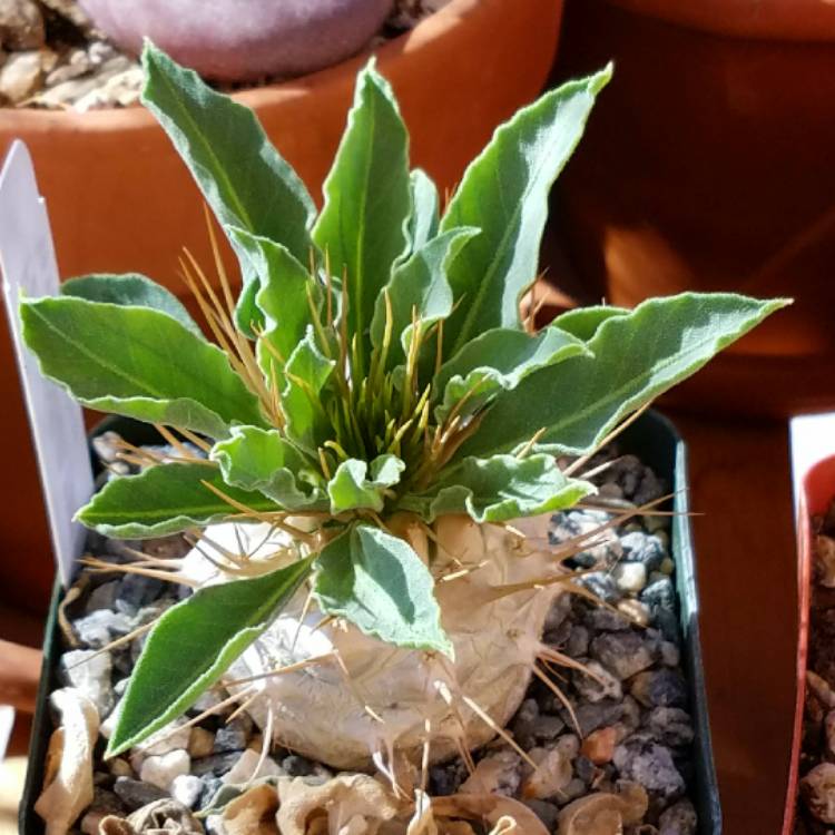 Plant image Pachypodium namaquanum