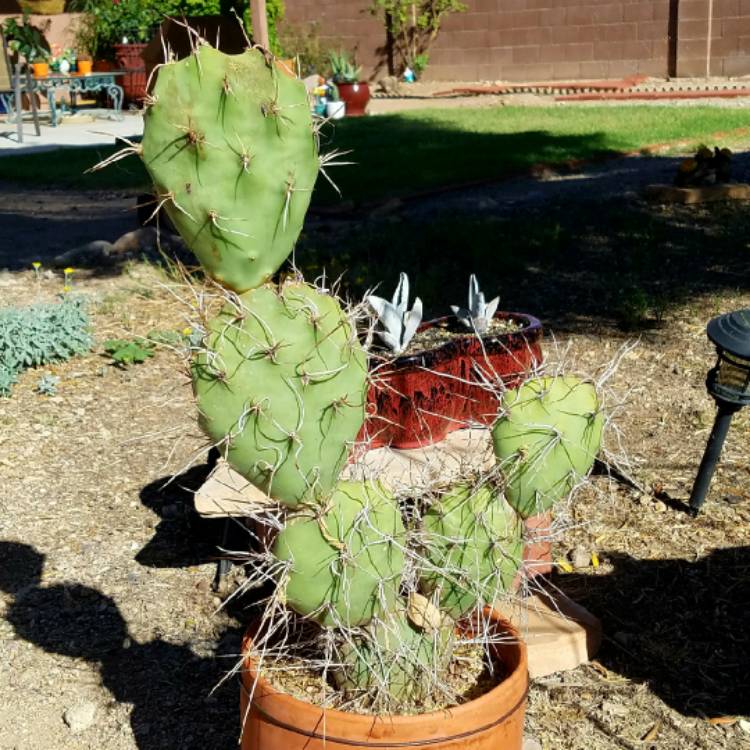 Plant image Opuntia sulphurea