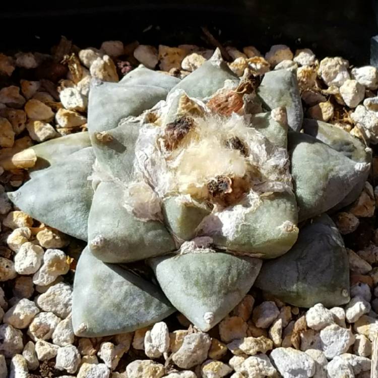 Plant image Ariocarpus retusus